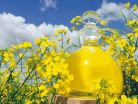 Ukraina.Ziarna rzepaku 1150 zl/tona sertyfikowane na biopaliwa i cele spozywcze