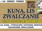 Odławianie lisów, cena, tel. 504-746-203, Wrocław. Żywołapka zwalczanie kuny